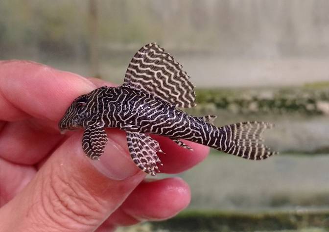L260 Queen Arabesque Pleco - 3 inch - RARE L260 Queen Arabesque Pleco - 3 inch - RARE